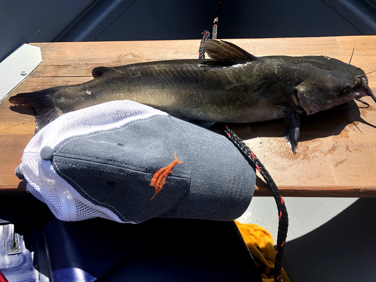 Fishing for Catfish and Largemouth Bass in Pittsburgh's North Park Lake