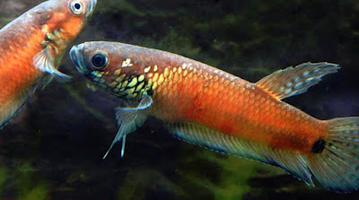 Betta Rubra Betta Rubra