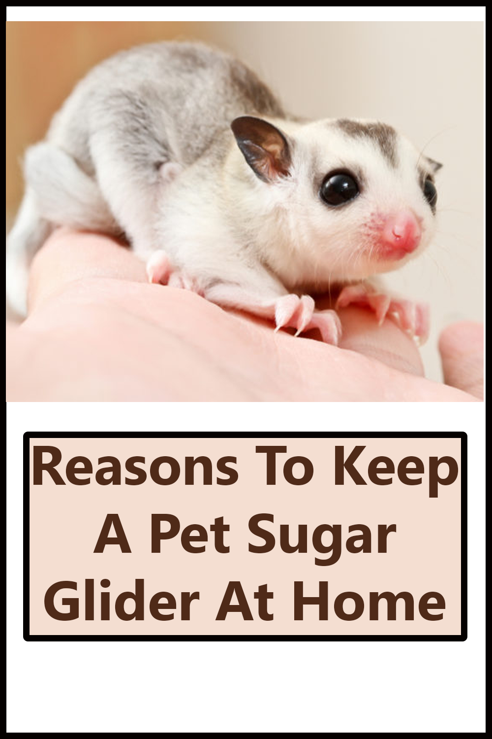 keeping a sugar glider