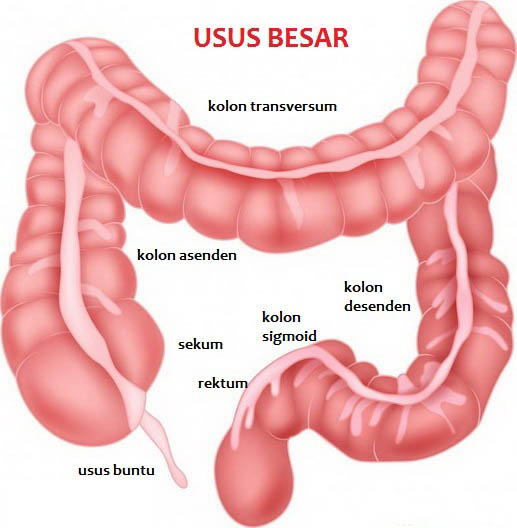10 Jenis Penyakit Pada Sistem Pencernaan Manusia - Kumpulan Tips Terkini