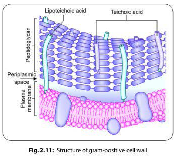 Bacterial Cell Wall Structure & Functions