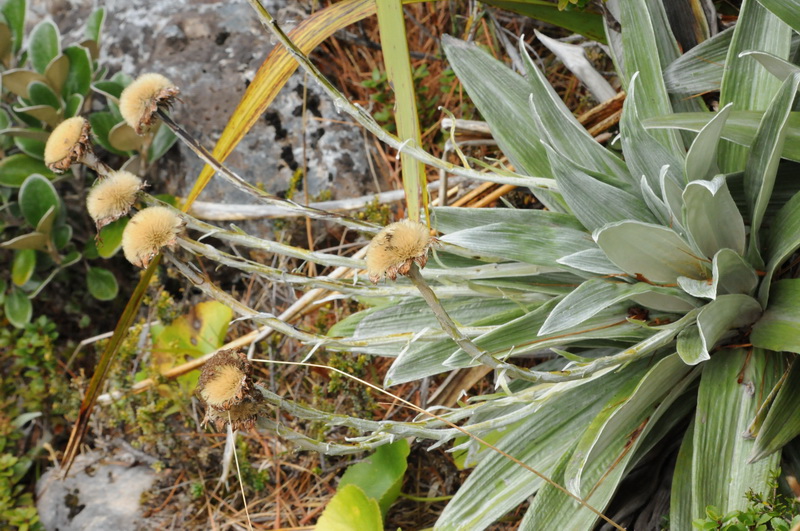 A Wandering Naturalist New Zealand A Subalpine Stroll