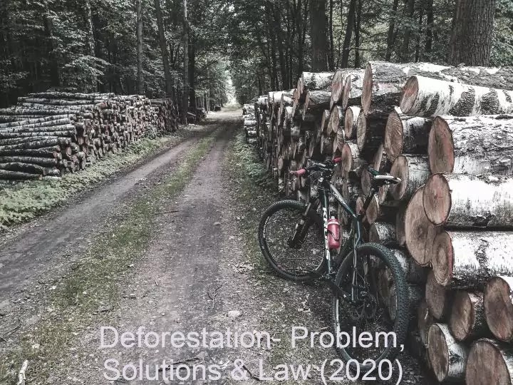 Deforestation- Problem, Solutions & Law (2020)