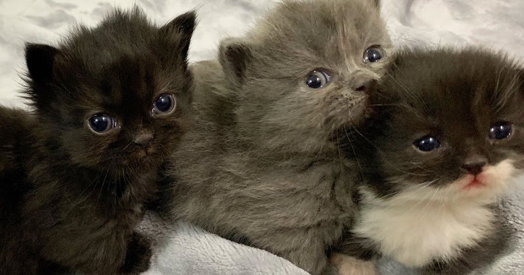 GATOS SHORTHAIR MUNCHKIN À VENDA, MUNCHKIN Bonito onde comprar gato