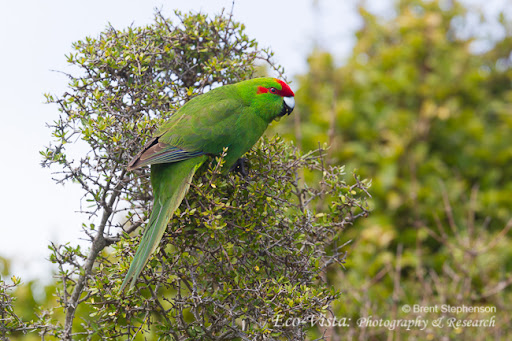B1RDER: The birding blog of Eco-Vista | Brent Stephenson: CODFISH and ...