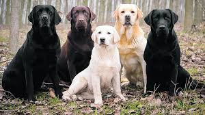 Train a Labrador Retriever dogs