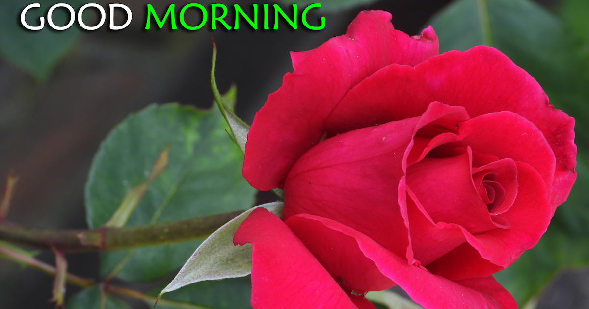 Greetings.Live*Free Daily Greetings Pictures Festival GIF Images: Rose