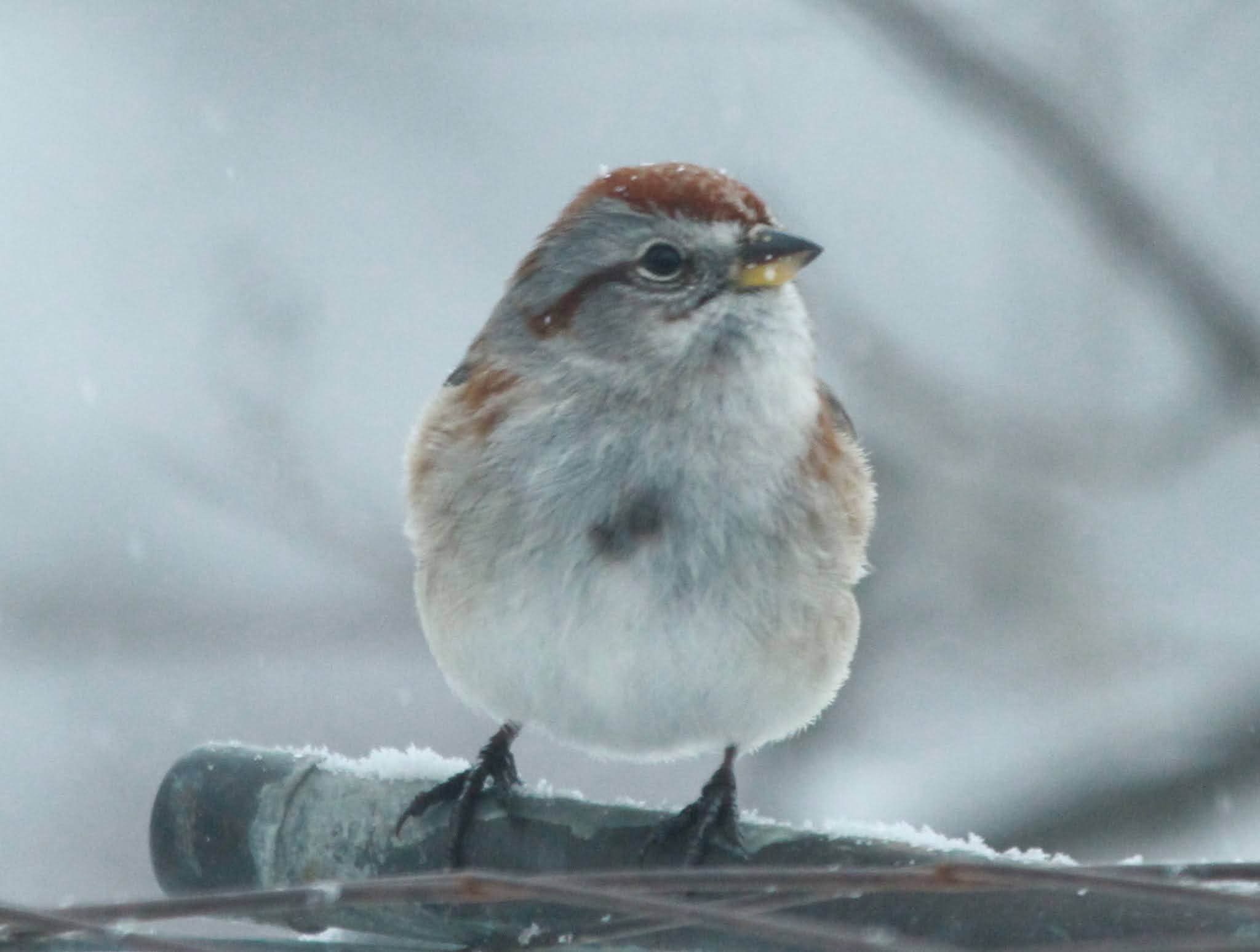 Vermont Birds and Words Northern Birds on Their Way!!!!