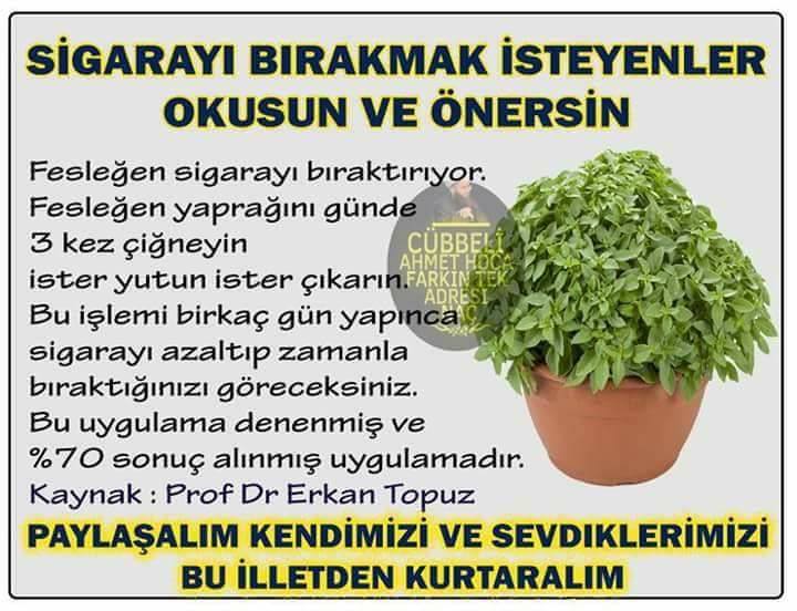 Sigarayı Bırakmak İçin Fesleğen Yaprağı Kullanımı Sigarayı Bırakmak İçin Fesleğen Yaprağı Kullanımı