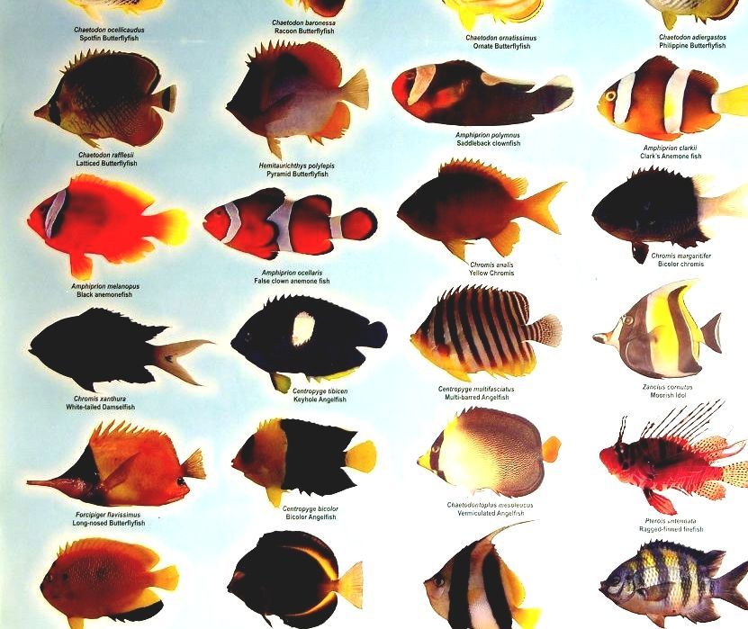 List Of Freshwater Aquarium Fish Species - Acquarium Fish
