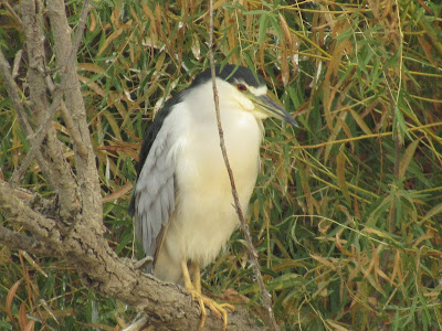 Colusa National Wildlife Refuge California birding hotspot