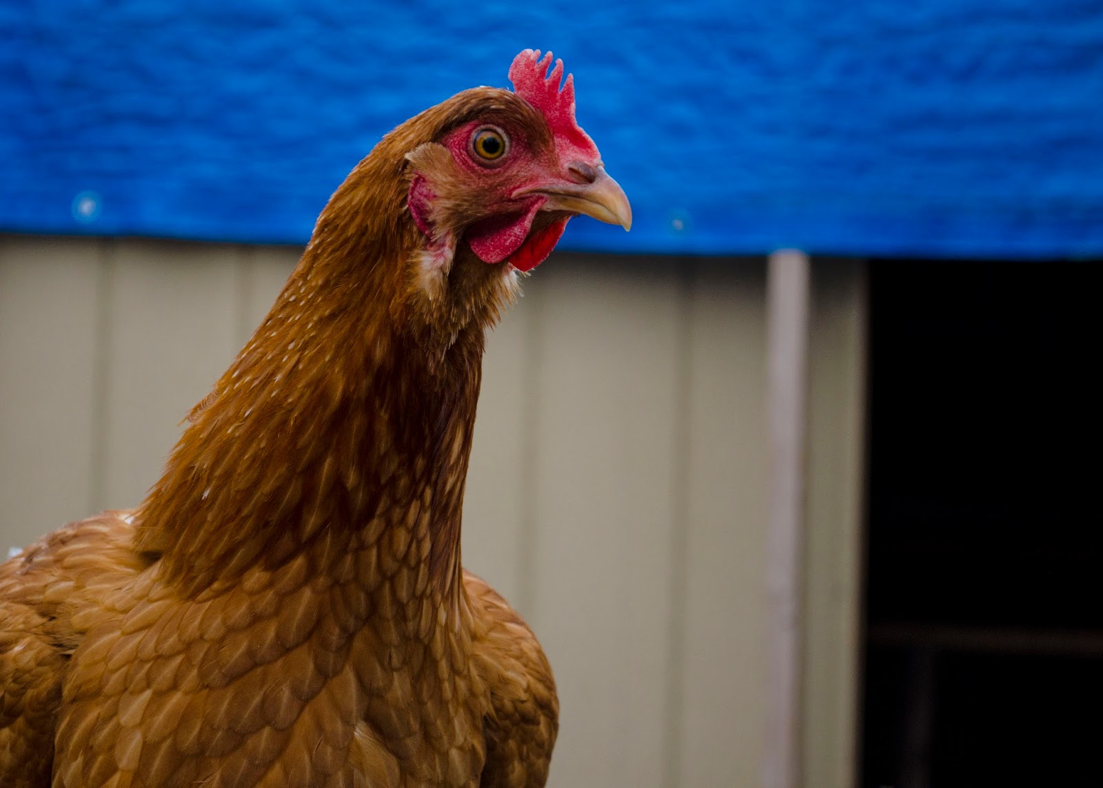 Day 27 A Bunch of Chickens
