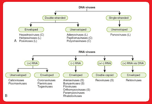 Classification-of-viruses