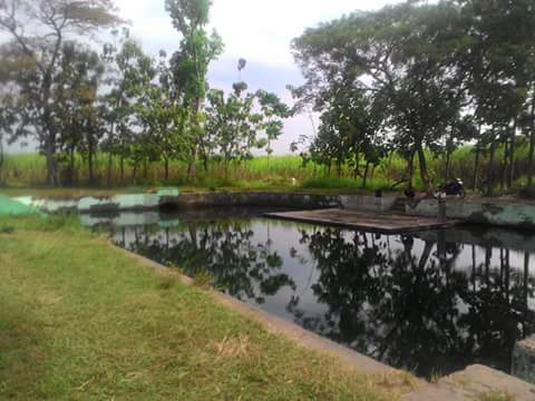 Sumber Penganten Jogoroto Jombang | Kabar Jombang