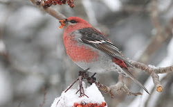 grosbeak pine finch birds newfoundland winter looks fly berries mactavish birding bruce