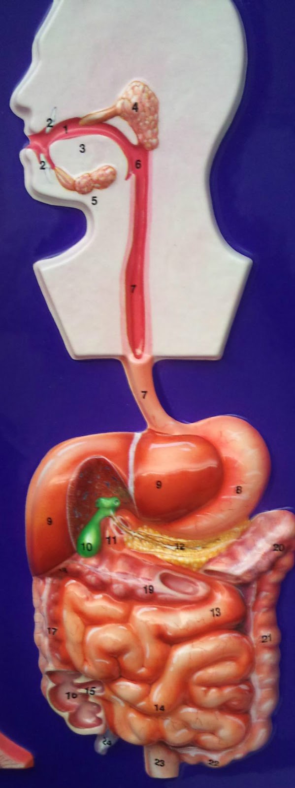 Anatomy and Physiology Lab 2: Lab 6 Digestive system