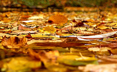 есен есенни листа поток паднали