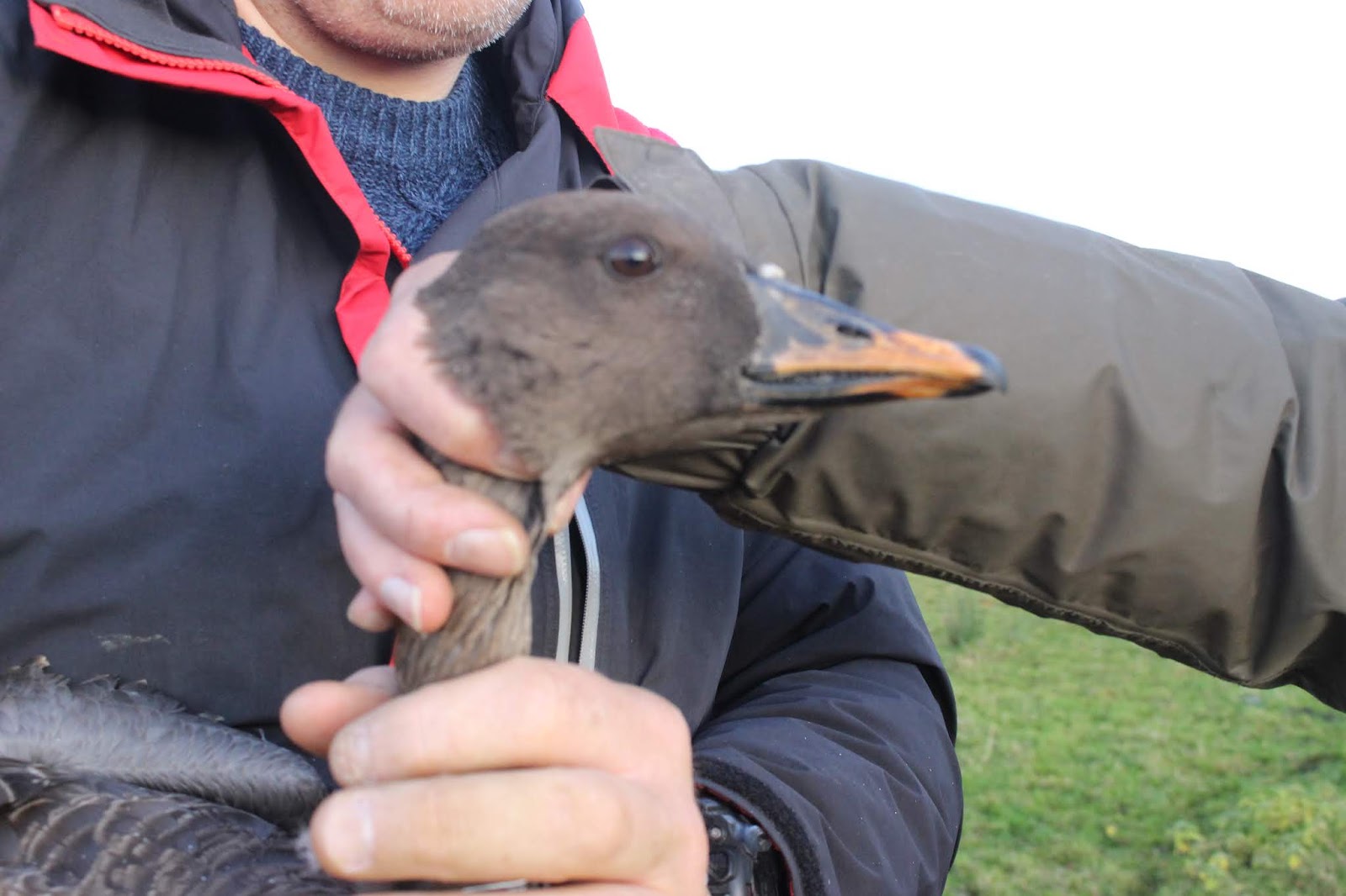 Angus' Bean Goose Blog Spring Migration Update