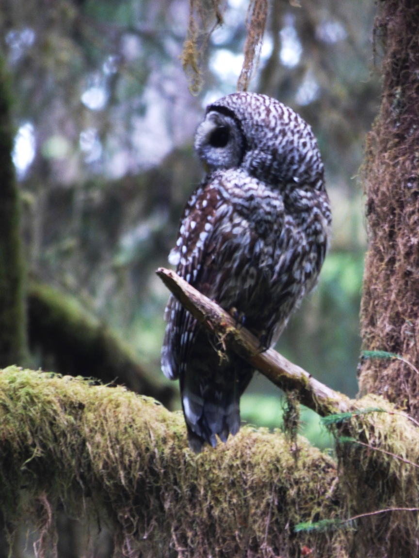 Geotripper's California Birds A Barred Owl in the Hoh Rainforest