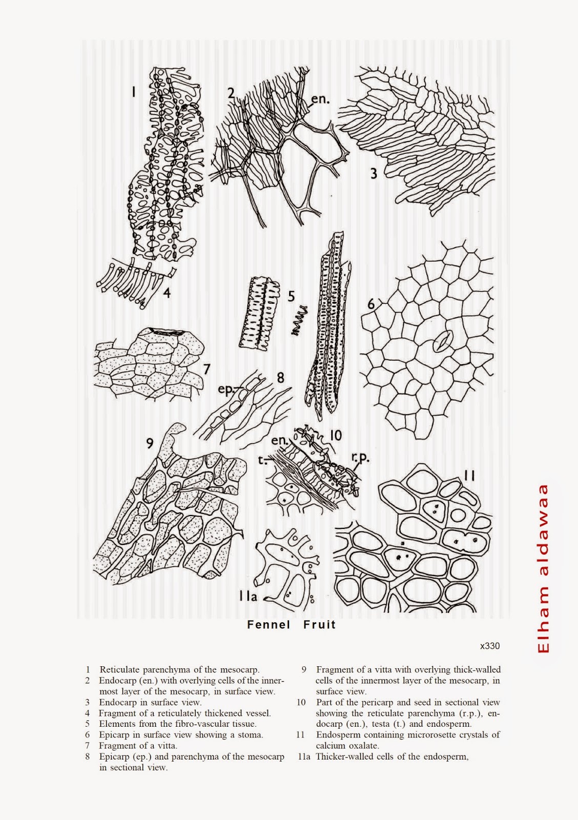aldawaa 2. Fennel fruit
