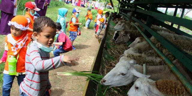 Imam Masjid Istiqlal Himbau Agar Proses Pemotongan Hewan Kurban Jauh Dari Anak-Anak, Ini Alasannya