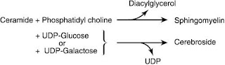 Tay-Sachs Disease