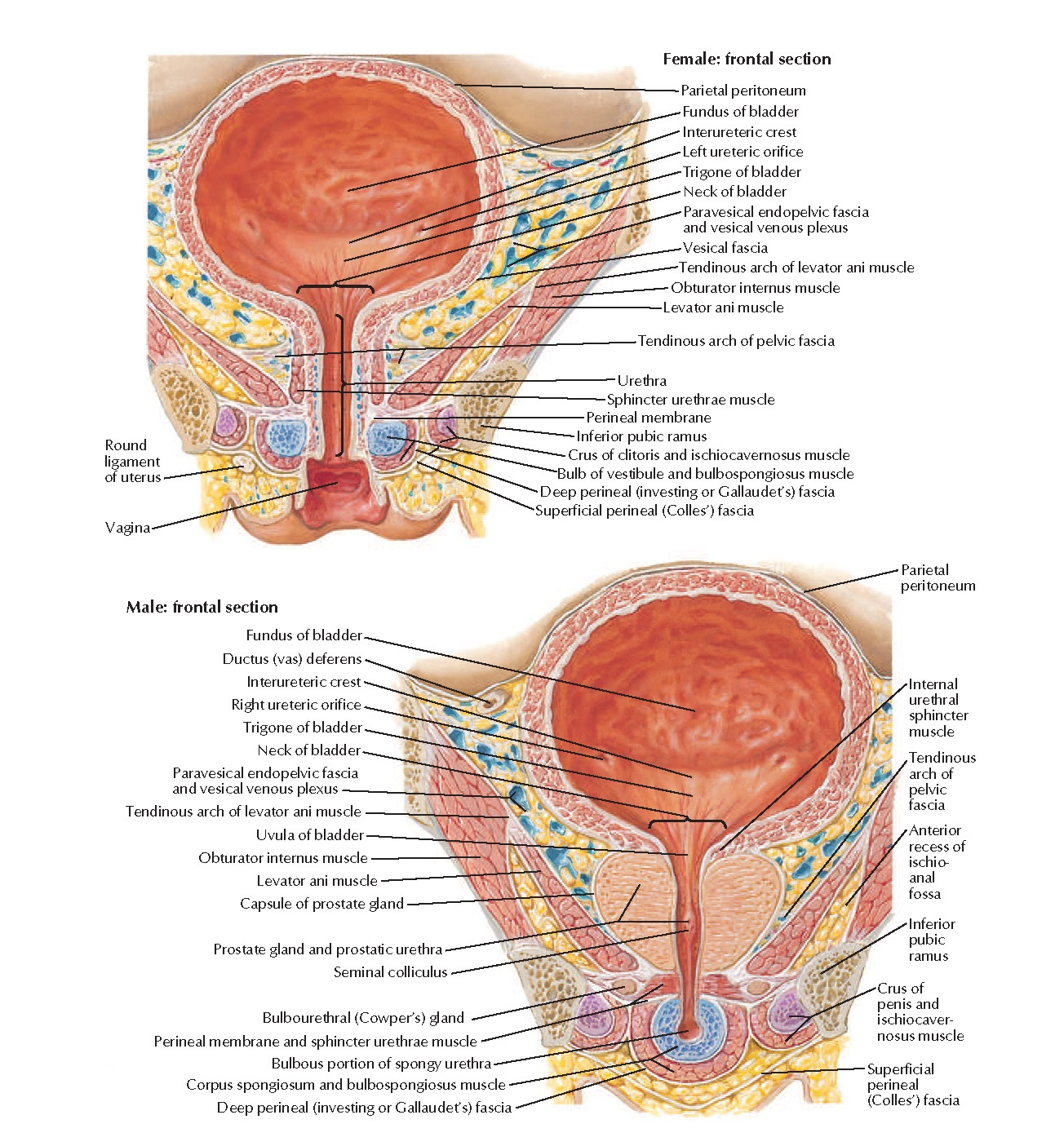 Urinary Bladder Female and Male Anatomy pediagenosis