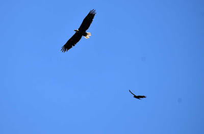 Eagle and hawk