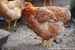 The Best Way to Control Flies in A Chicken Run Creative