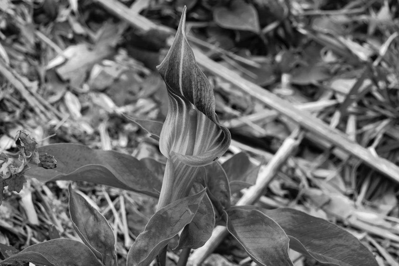 旅夢跡地 20180403 04 八丈島で出会った植物たち 天南星の仲間たち 13