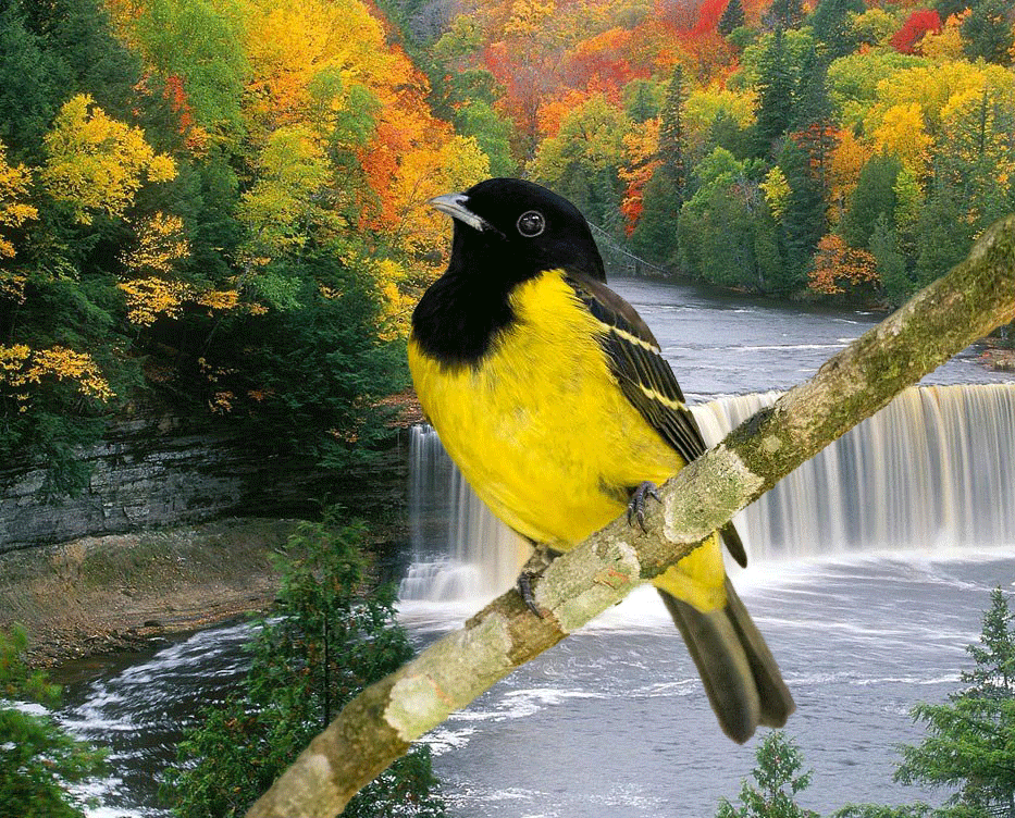 GIF ANIMADO corocochóCarporniscucullatagif