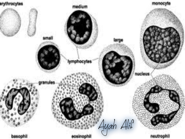 Ayah_Alif Kekebalan Tubuh Manusia