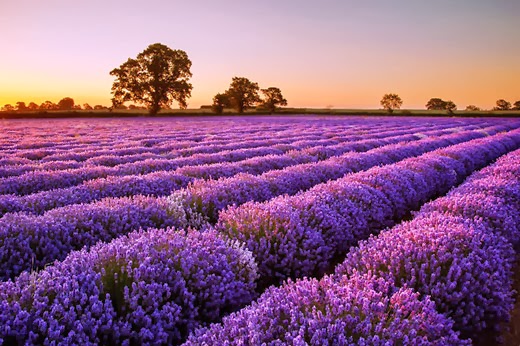 Lavanda