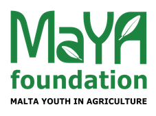 MaYA Foundation - Blog