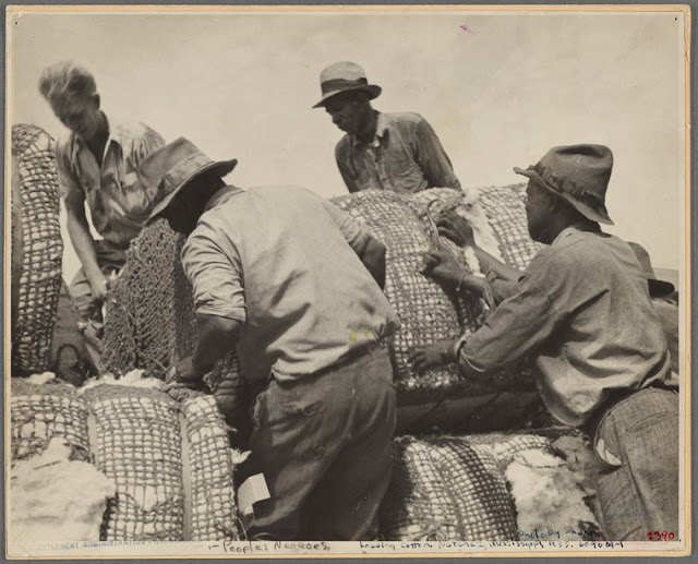 Cotton Harvest 1935 Mississippi Big Picture Agriculture