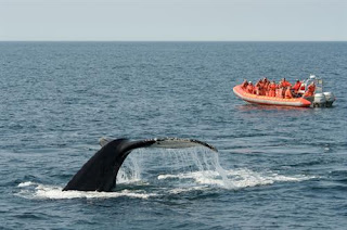 Whale-watching-Bay-of-Fundy