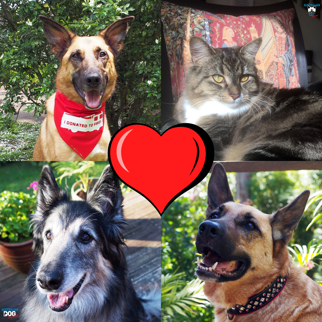 www australiandoglover com