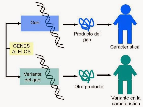 http://www.genomasur.com/BCH/BCH_libro/capitulo_18.htm