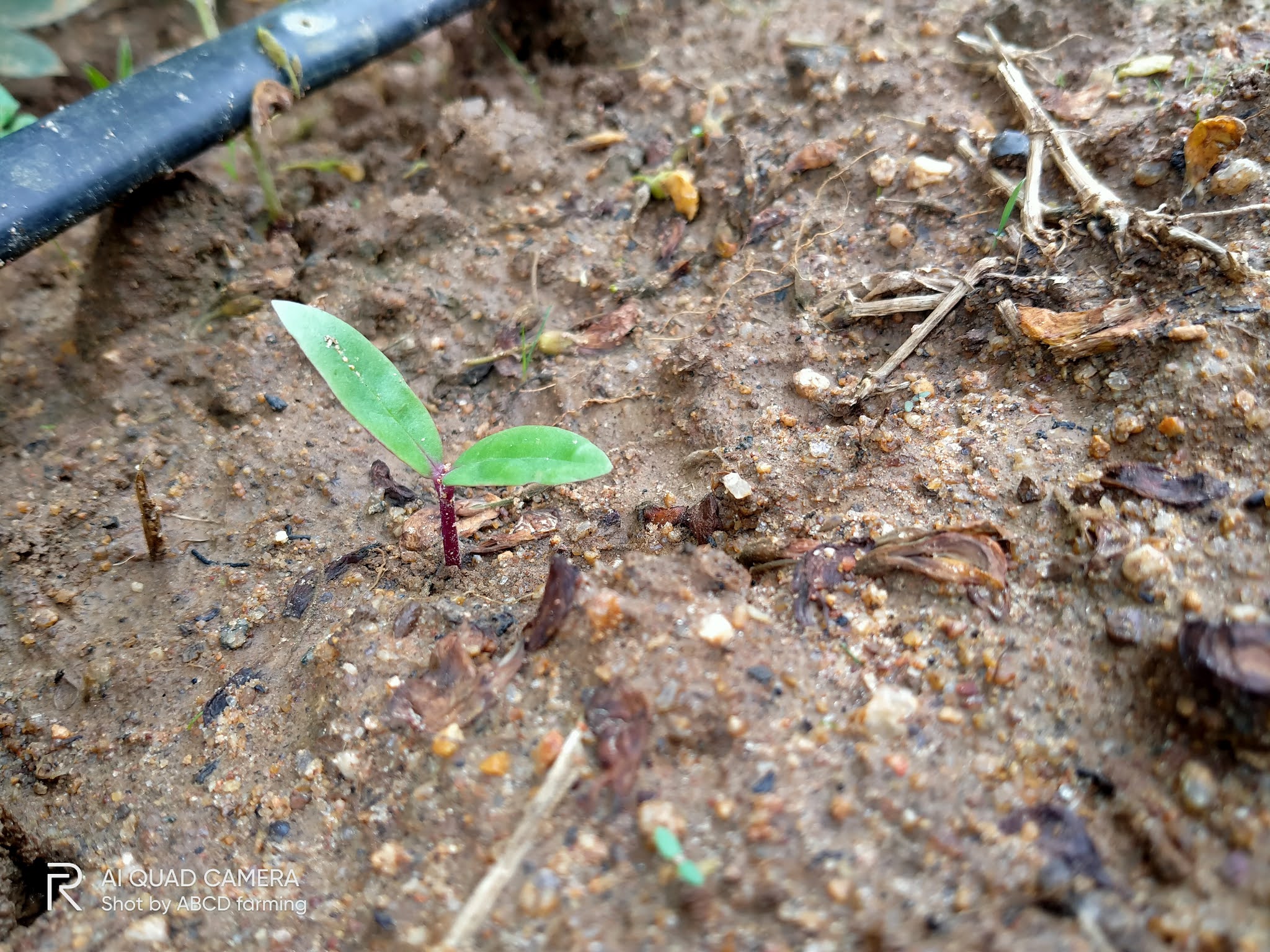 Malabar spinach seeds will be available for swap soon ABCD farming