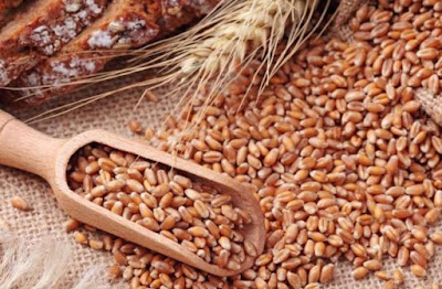 تفسير حلم آذان القمح الخضراء أو القمح الرطب أو حبوب القمح في المنام