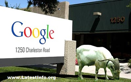 Google hires goats to cut grass