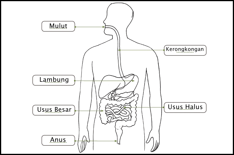 Gambar sistem pencernaan manusia