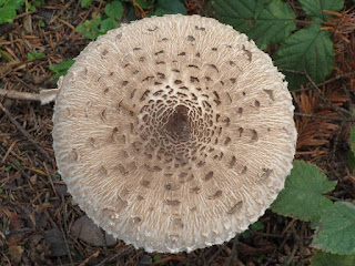 Macrolepiota procera DSC67102