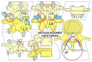 Articulaciones facetarias lumbares