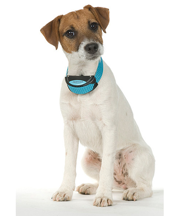 NUM'axes IKI Voice Dog Collar Review Australian Dog Lover