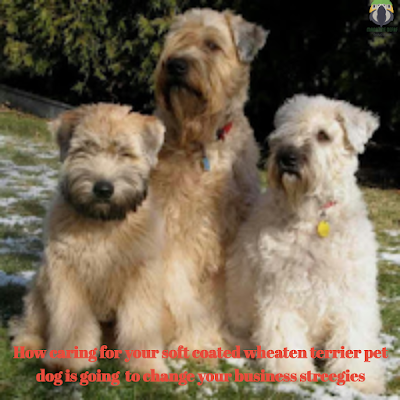 How caring for your soft coated wheaten terrier pet dogis going to change your business strategies How caring for your soft coated wheaten terrier pet dogis going to change your business strategies