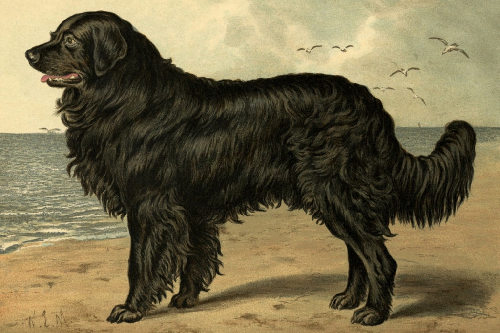 the world's biggest dog