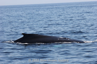 Humpback whale, Owl