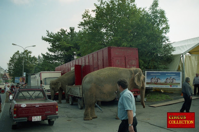 les éléphants du cirque Louis Knie sortant de leurs bétaillère 