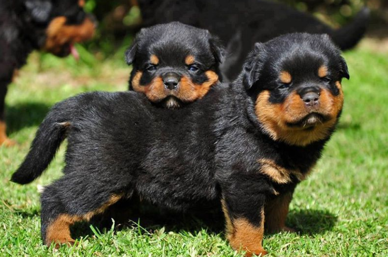 BEST PRICE PUPPIES !!! | Rottweiler Puppy Price in Hyderabad